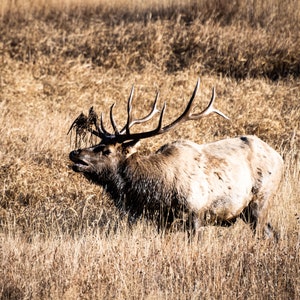Rocky Mt Bull Elk - 2