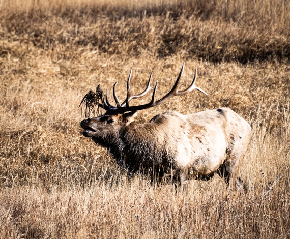 Rocky Mt Bull Elk