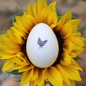Sello de goma de cartón de huevo - sello de la granja - huevos de pollo fresco - sello de pollo - huevos frescos de la granja - sello de huevos frescos