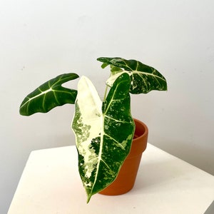 4” Alocasia Frydek Variegated Albo