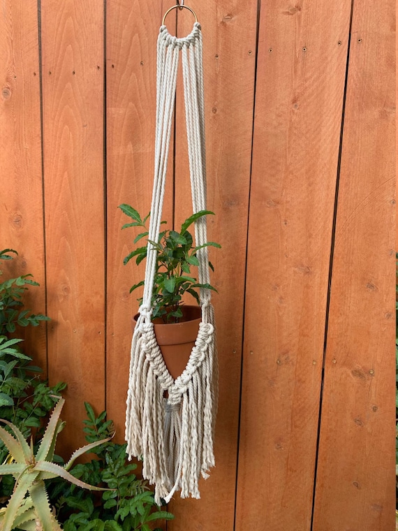 large monstera plant for sale Buy Large Monstera Deliciosa Plant