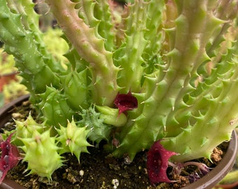 Huernia  macrocarpa