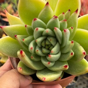 Echeveria agavoides hybrid