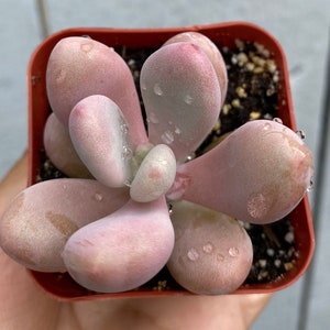 Graptopetalum Amethystinum , Pachyphytum Oviferum - Pink Moonstone 2” Pot