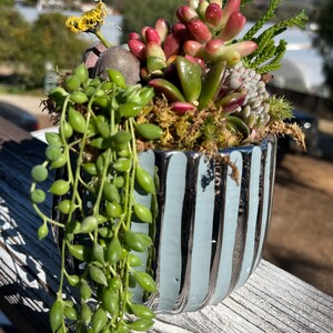 Silver Ceramic Succulent Arrangement
