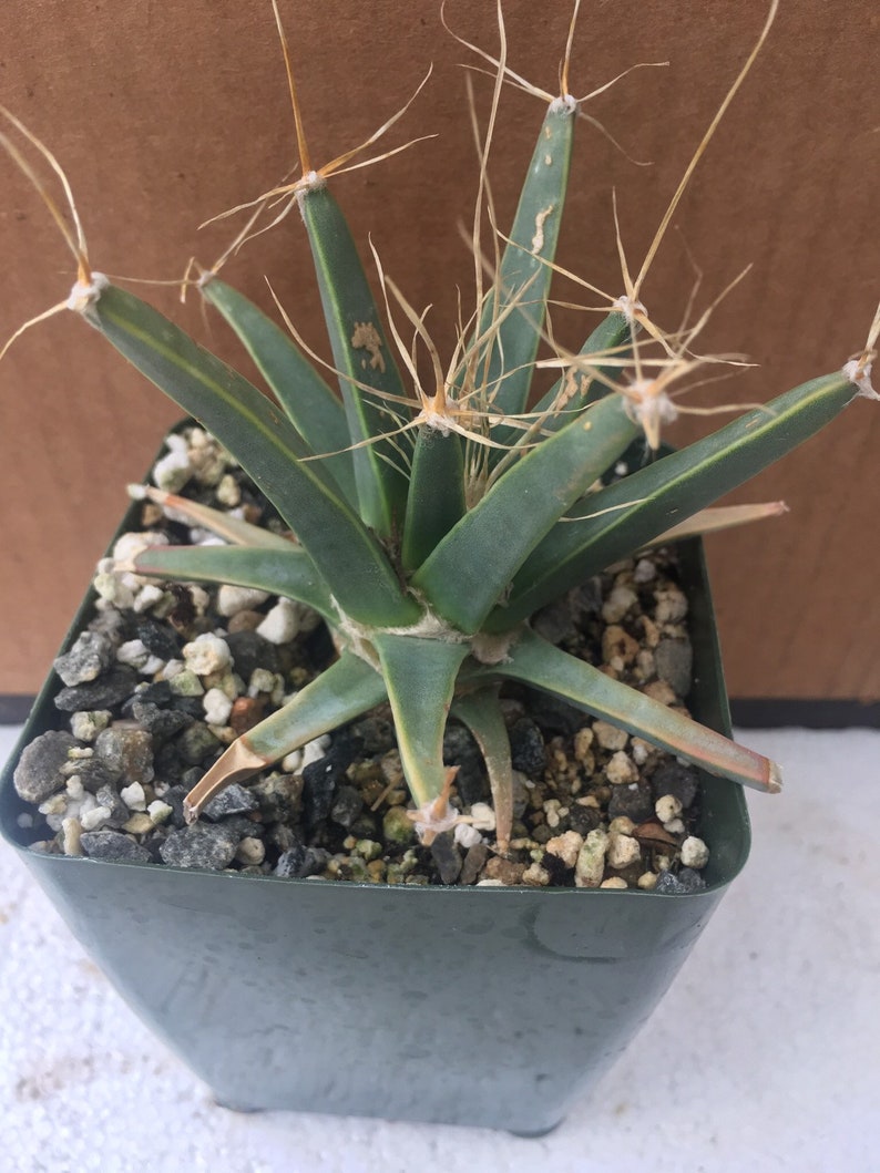 Leuchtenbergia principis