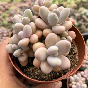 Graptopetalum Amethystinum (Pink Moonstone)