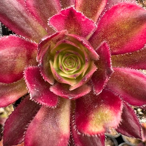 Aeonium Mardi Gras