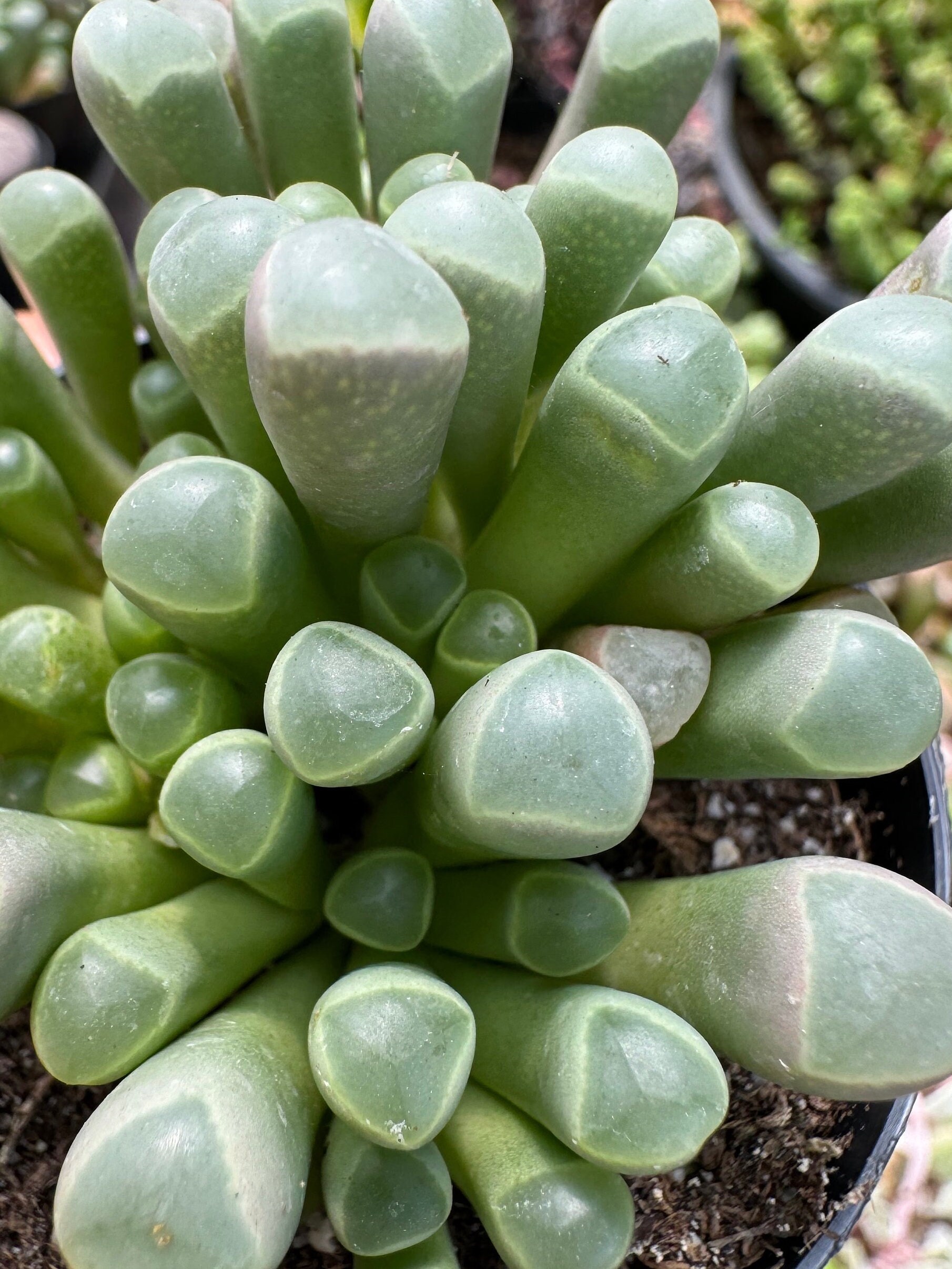 Fenestraria rhopalophylla 'Baby toes'