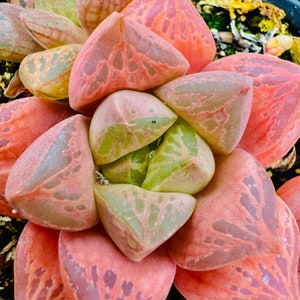 Haworthia cymbiformis variegated orange
