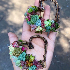 Mini Heart LIVE Succulent Wreath