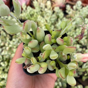 Cotyledon Penden - 2”