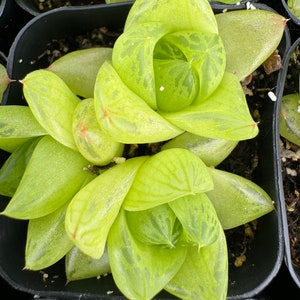Haworthia Cymbiformis