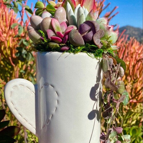 Heart Vase LIVE Succulent Arrangement Valentine’s Gift/ Friendship Gift/ Appreciation Gift/ Thank you Gift