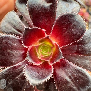 Aeonium Zwartkop