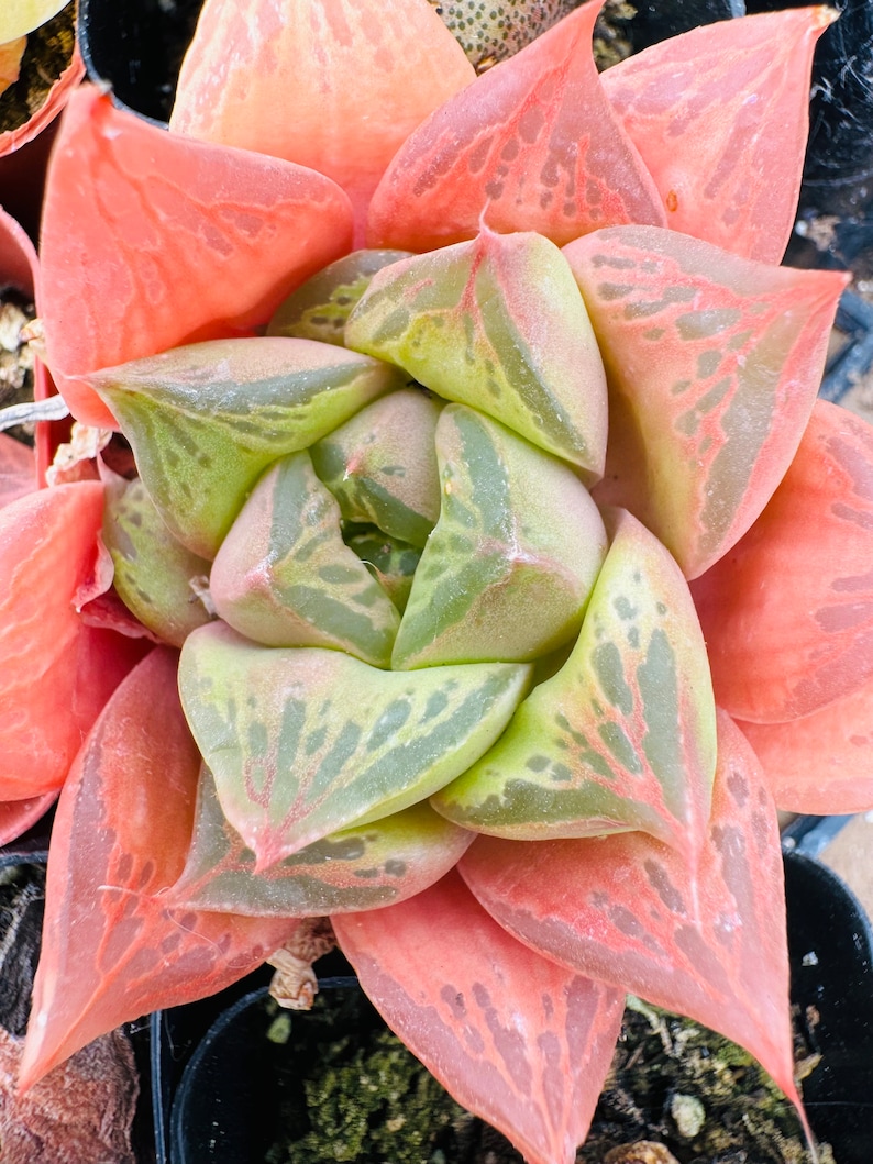 Haworthia cuspidata