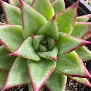 Echeveria Agavoides