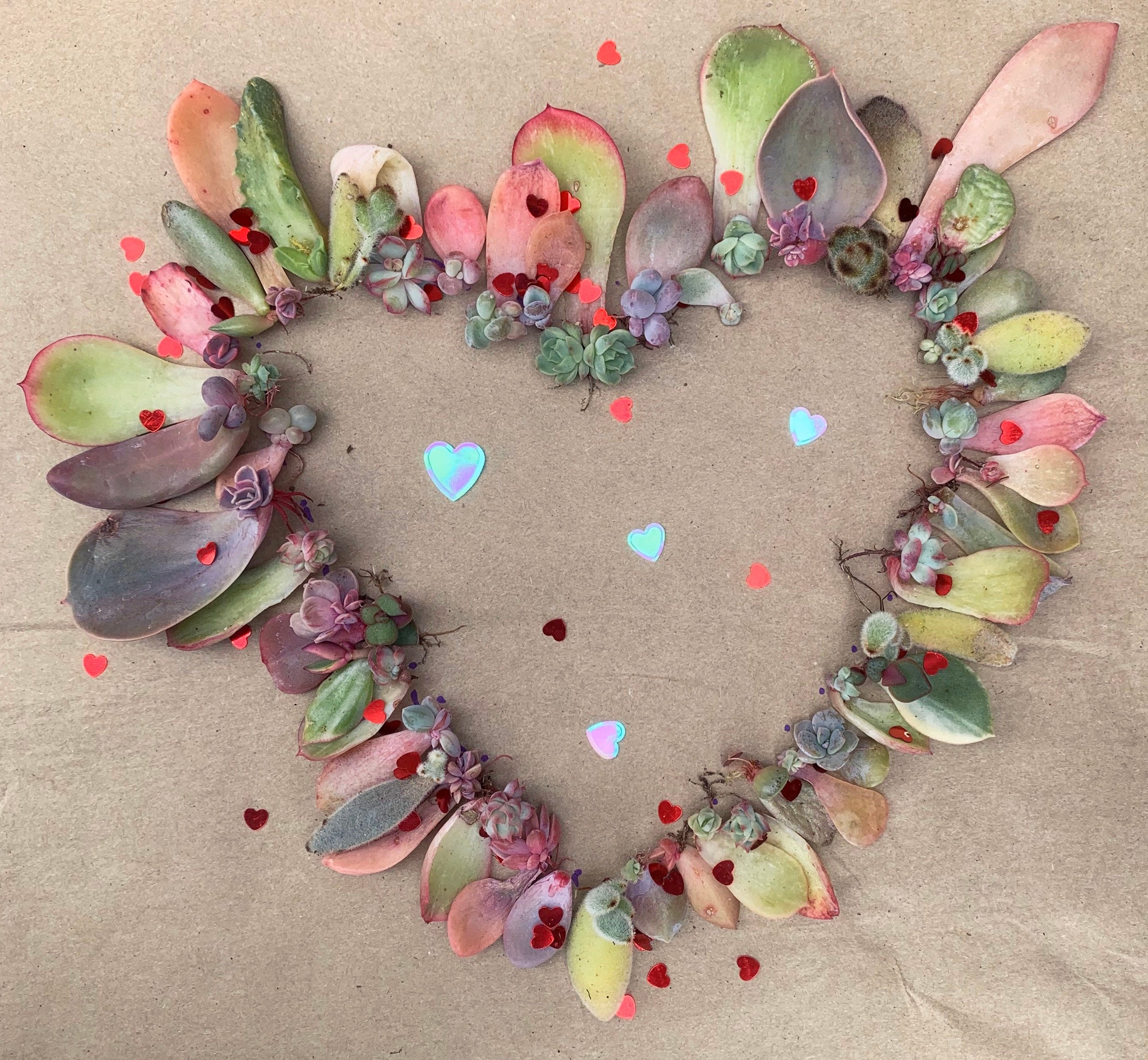 Succulent Leaves