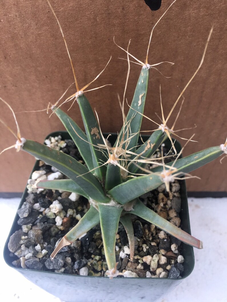Leuchtenbergia principis