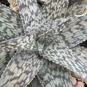 aloe vera comprar Aloe Barbadensis 1gal main image 1