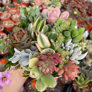 Large Galvanized Metal Bucket LIVE Succulent Arrangement