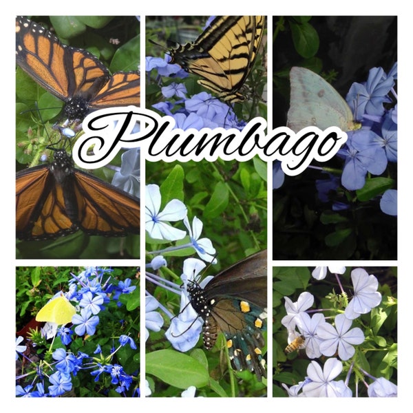 Plumbago Imperial Blue Live Starter Plant Bright Sapphire Blue Flowers climbing plant Attract butterfly bees basket gift