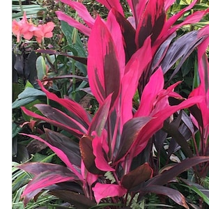 Tropical Cordyline (3plants)  ti Red Sister live plant 7 to 10” tall Rooted starting Plants plugs 3 plants. Organic houseplants outdoor gift