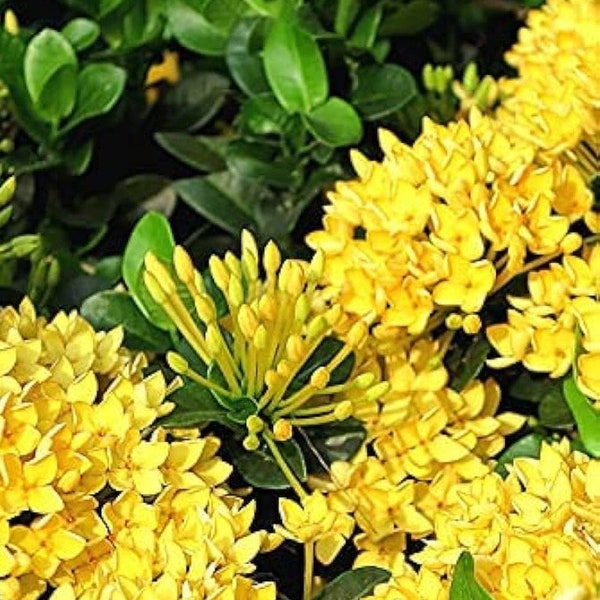 Ixora Maui yellow, well rooted plug, 2 plugs per order, 7 inches, butterfly bees , extra blooms gorgeous flowers organic gift outdoor