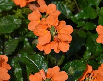 orange marmalade live firecracker plant crossandra live plant 5” tall organic indoor outdoor butterfly