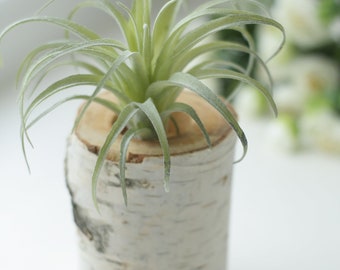 Birch Plant pot, Succulent pot, Wedding Centerpiece, Rustic table decor, Rustic Wedding Decor, Flower Centerpiece  Wedding decorations