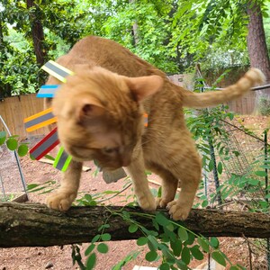 K&ouml;nnte beinhalten: Eine rotbraune Katze mit einem bunten reflektierenden Sicherheitshalsband sitzt auf einem Baumzweig. Das Halsband besteht aus mehreren Streifen reflektierendem Material in Gelb, Orange, Blau und Rot.