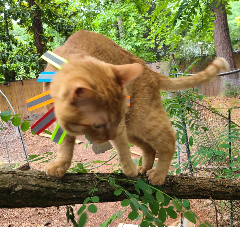 K&ouml;nnte beinhalten: Eine rotbraune Katze mit einem bunten reflektierenden Sicherheitshalsband sitzt auf einem Baumzweig. Das Halsband besteht aus mehreren Streifen reflektierendem Material in Gelb, Orange, Blau und Rot.