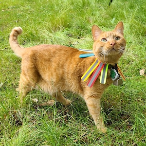 K&ouml;nnte beinhalten: Eine orangefarbene Katze mit einem bunten, gestreiften Halsband steht auf einer grasbewachsenen Wiese. Das Halsband besteht aus mehreren d&uuml;nnen Stoffstreifen in Rot, Gelb, Blau und Gr&uuml;n.