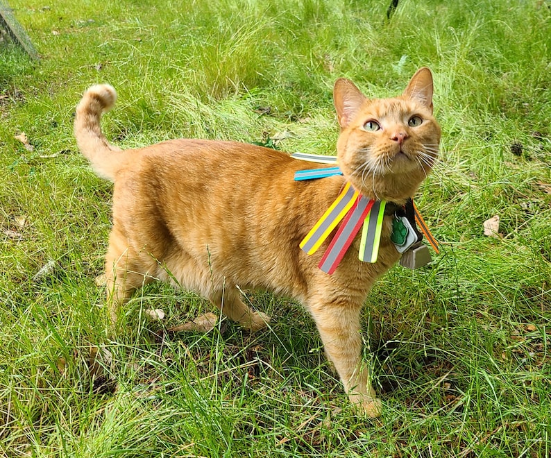 K&ouml;nnte beinhalten: Eine orangefarbene Katze mit einem bunten, gestreiften Halsband steht auf einer grasbewachsenen Wiese. Das Halsband besteht aus mehreren d&uuml;nnen Stoffstreifen in Rot, Gelb, Blau und Gr&uuml;n.
