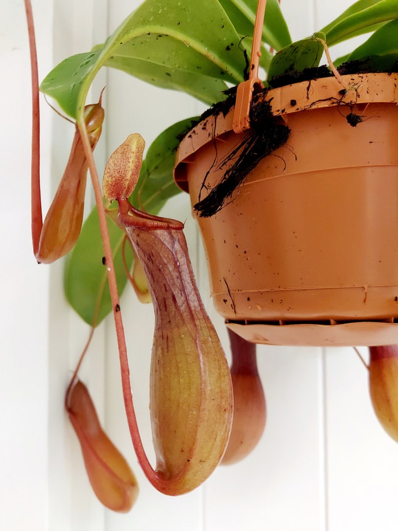 Monkey Jars / Tropical Pitcher Plant / Nepenthes carnivorous Etsy