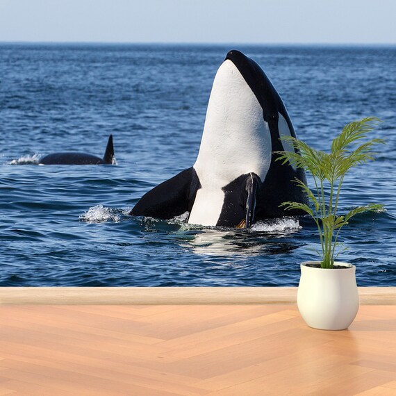 Wall Decor Home Decor Killer Whale Adhesivie Or Traditional Wallpaper Mural Killer Whale Orcinus Orca Wallpaper Wallmural Traditional Removable
