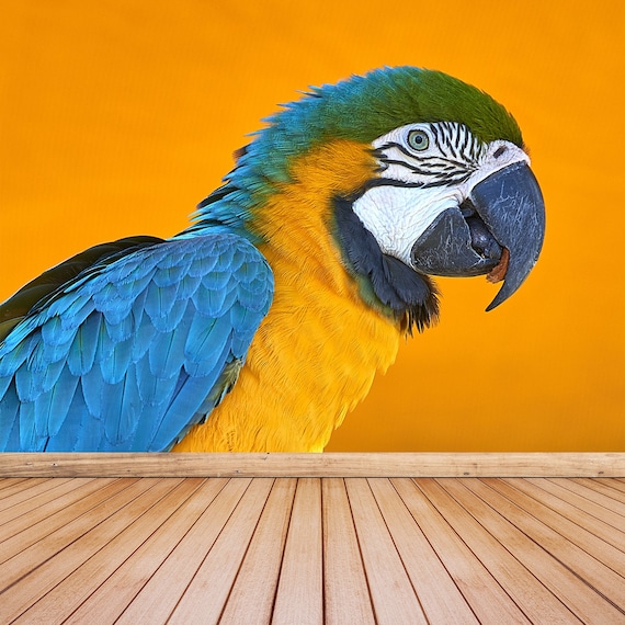 Macaw Parrot Self Adhesive or Paste and Glue Wallpaper Wall - Etsy Macaw Parrot Self Adhesive or Paste and Glue Wallpaper Wall - Etsy