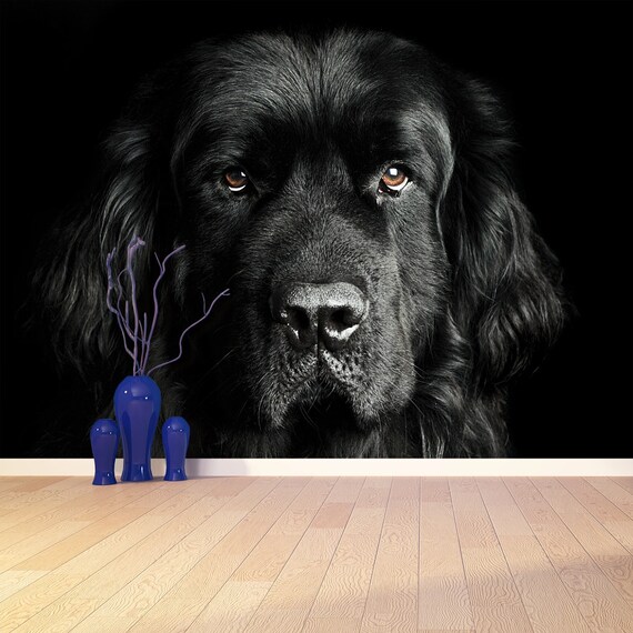 Newfoundland Dog Peel and Stick or Classic Glue Photo Wall - Etsy Newfoundland Dog Peel and Stick or Classic Glue Photo Wall - Etsy
