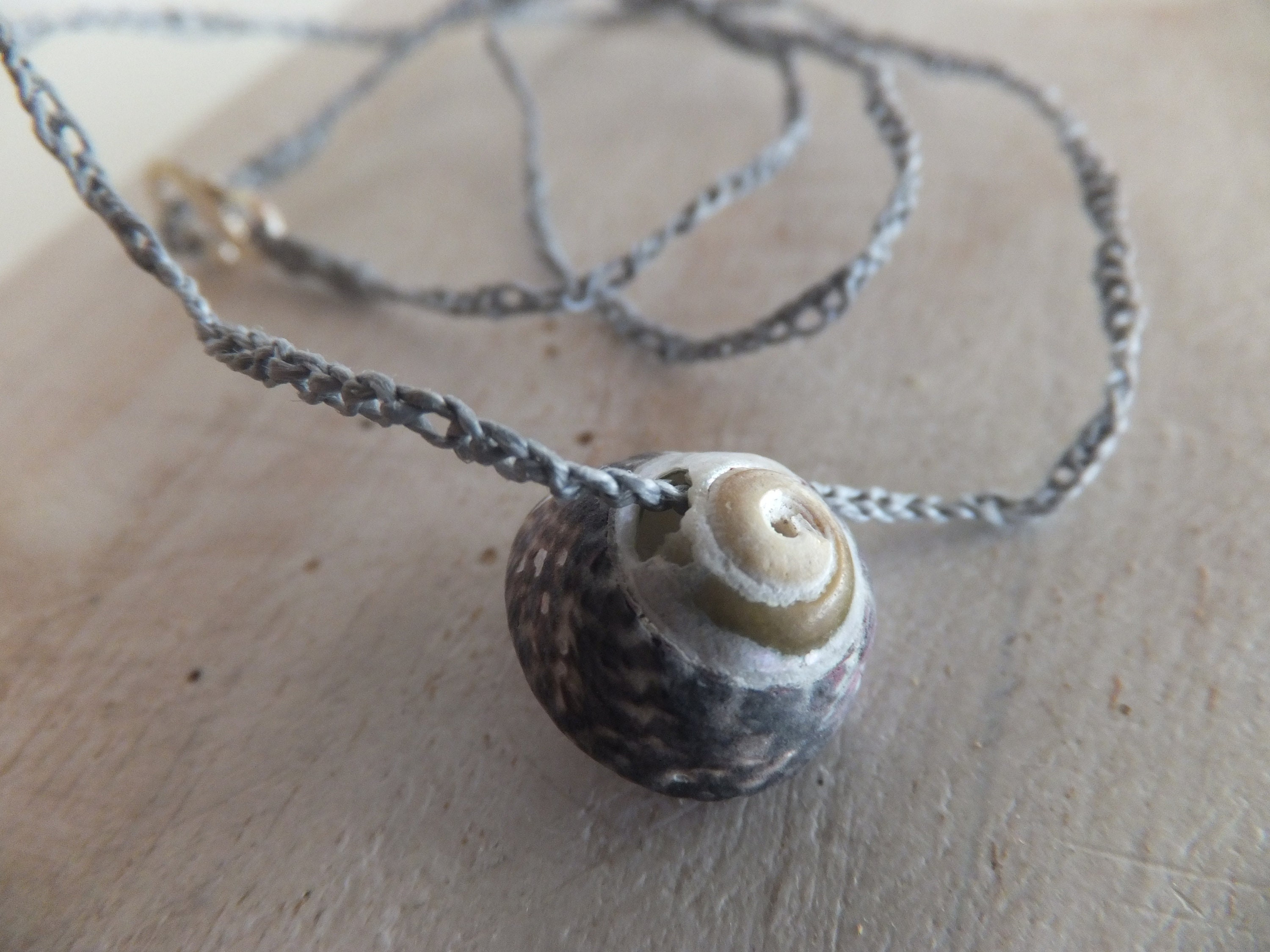 Buy Real Snail Shell Online In India - Etsy India