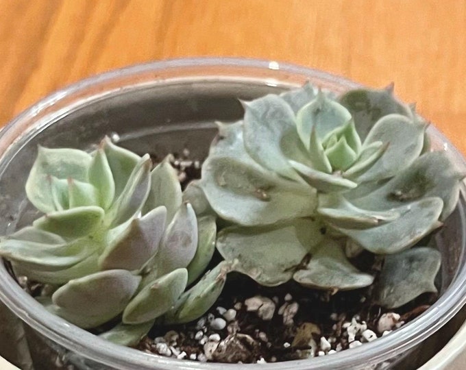 echeveria ‘Lola’ - starter plant cuttings
