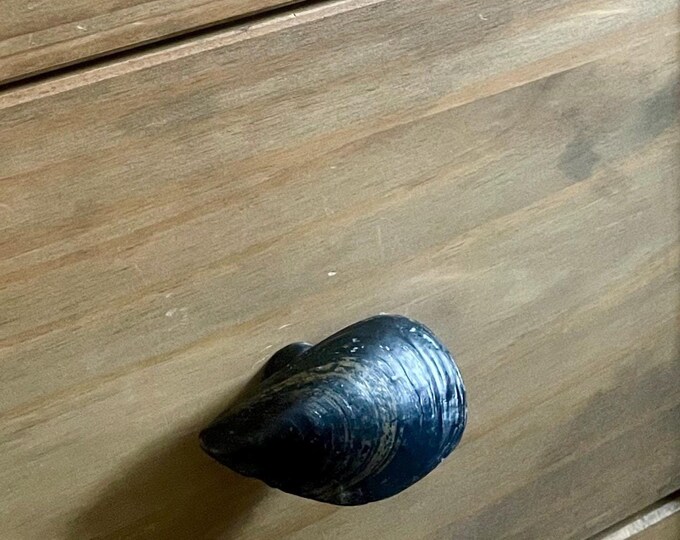 blue mussel shell cabinet pull or drawer knob