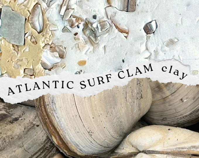 Atlantic Surf Clam Polymer Clay: Coastal Artisan Blend, Assateague Shells