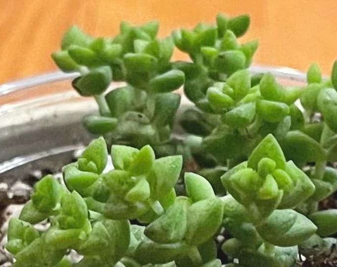 tom thumb / crassula ovata - starter plant cuttings
