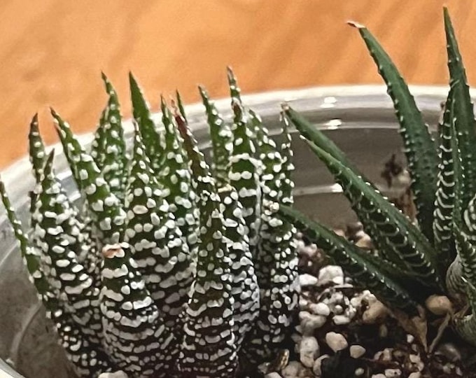 zebra plant / haworthiopsis fasciata - starter plant cuttings