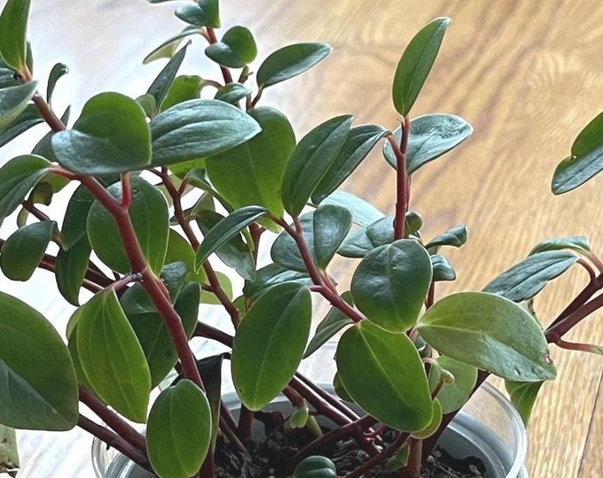 european trailing peperomia / peperomia rotundifolia- starter plant cuttings