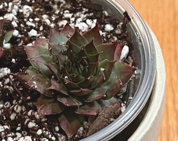 bronze pastel houseleeks / sempervivum 'bronze pastel' - starter plant cuttings