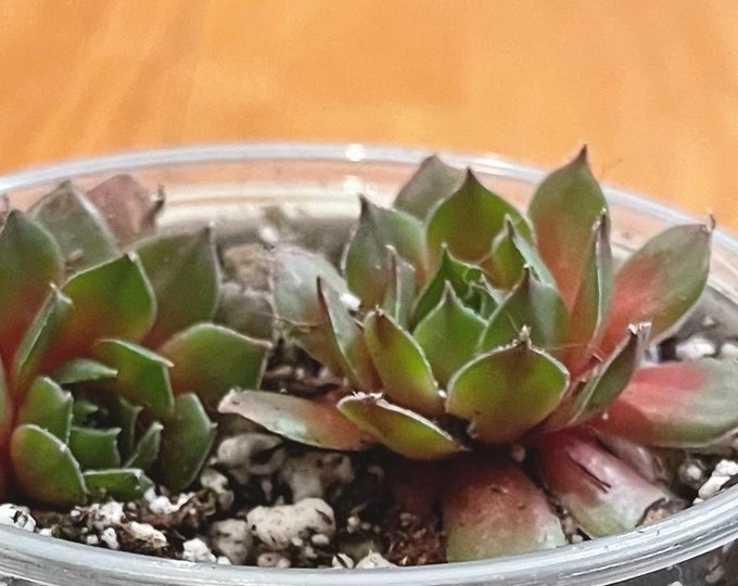 hens and chicks houseleeks / sempervivum tectorum - starter plant cuttings