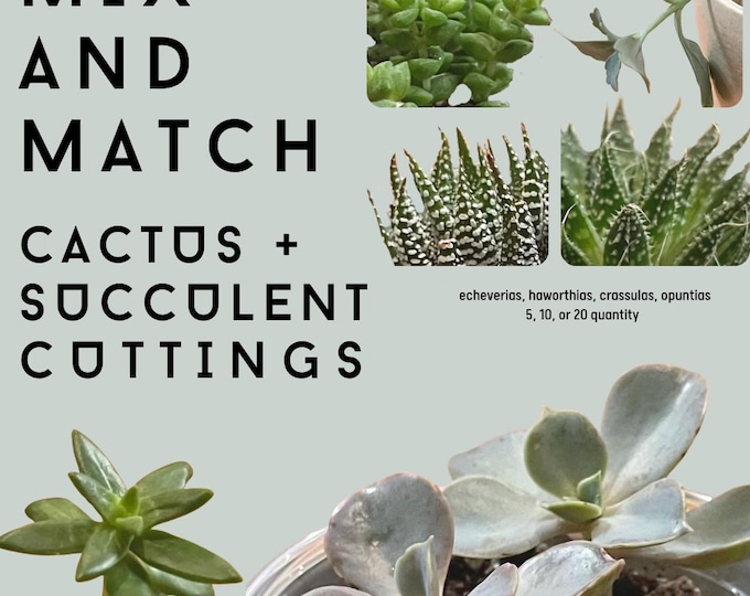 MIX AND MATCH - succulent / cactus leaf cuttings