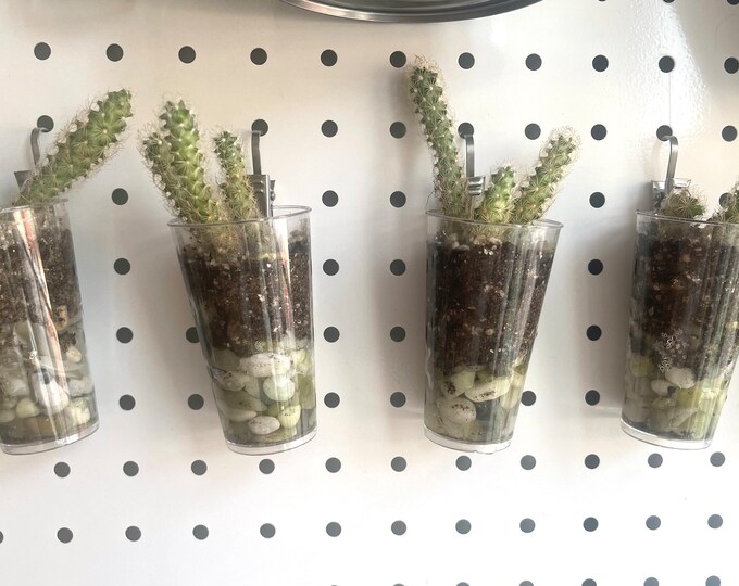 mammillaria elongata / golden lace cactus starter plant