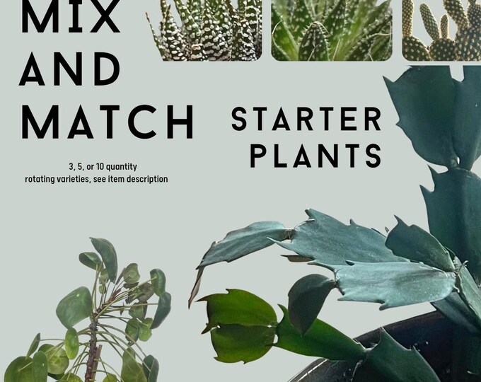 MIX AND MATCH - houseplant starter pots